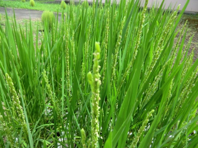 中庭の稲に、初穂です！